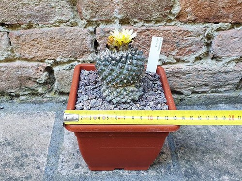 Copiapoa umilis cactus - cm,,