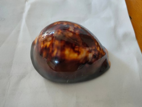 Conchiglia shell cypraea - conchiglia,