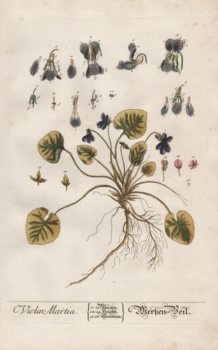 Viola odorata profumo - odorata,