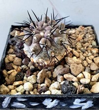 Copiapoa cinerea var columna