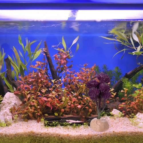 Piante decorative per - ,