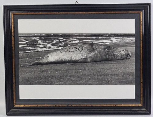 Guido foca gigante in - -,