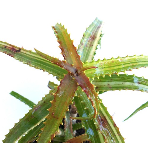 Aloe arborescens striata - aloe,