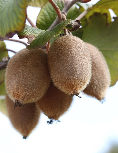 Kiwi kivite actinidia - 1,
