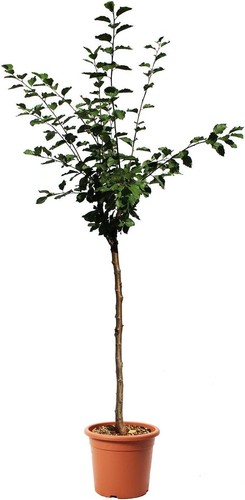 Susino stanley piante vere - -,