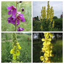 CONFEZIONE VARIETÀ MULINO - 4