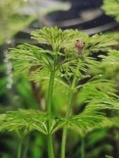 Limnophila Sessiliflora – 8