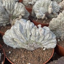 Pianta di cactus succulenta