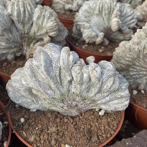 Pianta cactus succulenta - di,