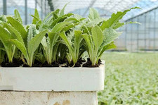 30 Piante di Carciofo