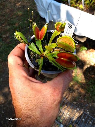 Dionaea muscipula giant - dionaea, big