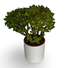 Crassula arborescens - crassula,