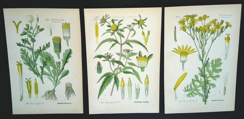 1886 litografie set - litografie, 3