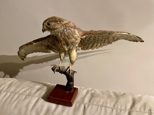 Trofeo falco sacro - falco, tassidermia