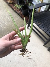 Medicinal Aloe Vera