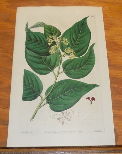 Antica stampa floreale 1820