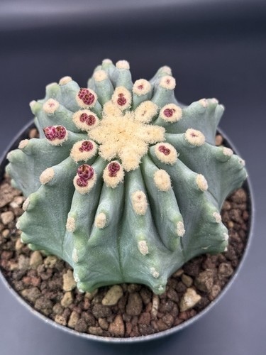 Pianta grassa cactus - pianta,