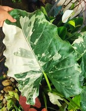 AUTHENTIC  Alocasia