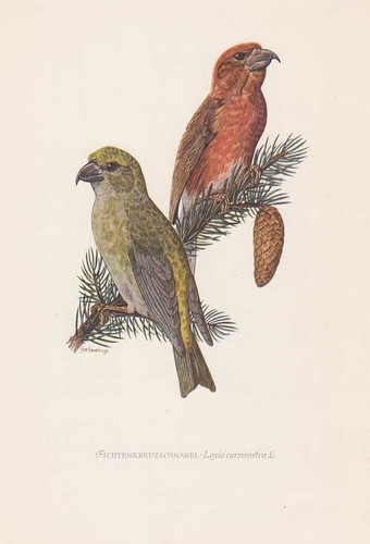 Becco croce abete - a,