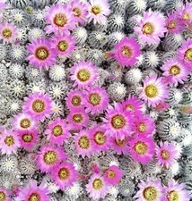 Echinocereus baileyi var