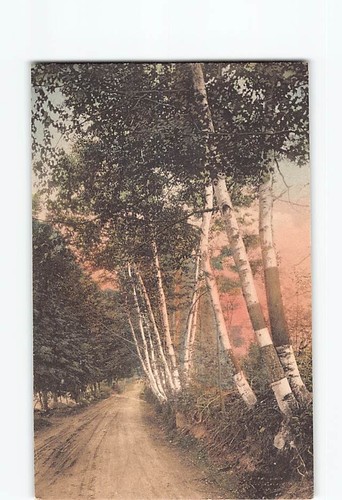 Cartolina forest hill - hill, road
