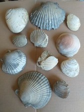FOSSILI lotto 11 conchiglie da collezione stock maggiore 12 cm vedi foto rari 