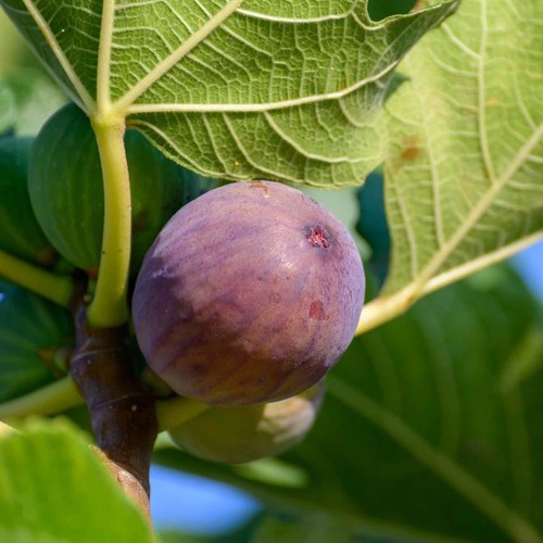 Pianta frutto fico cerreto - frutto,