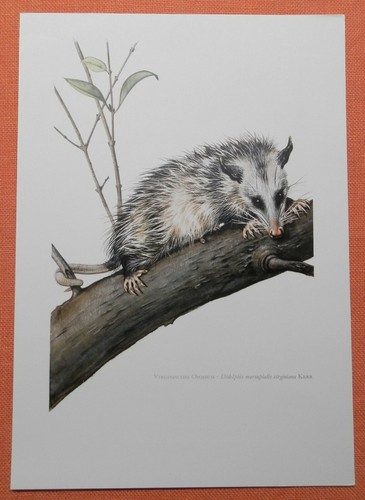 Opossum virginia - opossum, virginia-opossum