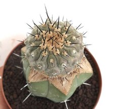 Copiapoa cinerea J675 (INNESTO) -