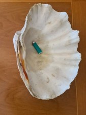 Conchiglia Tridacna Gigas gigante 4½Kg 46×30×13cm+conchiglie RARA, VERO AFFARE!!