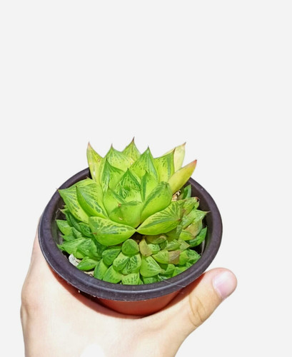 Haworthia cymbiformis - haworthia,