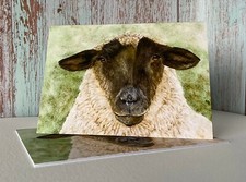 Suffolk sheep notecards - suffolk,