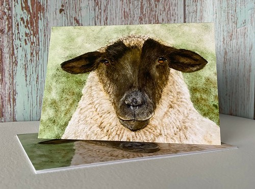 Suffolk sheep notecards - suffolk,