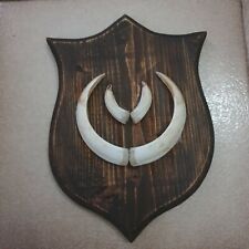 Terzo...taverna. Denti Di Cinghiale caccia se hobbistica  provenienza Trieste