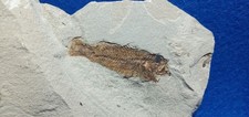 PESCE FOSSILE CLUPEA SP. -