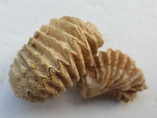 2 x Dream Lopha gregarea - ostriche - Oxforduium - Vaches Noires (Houlgate, F.)