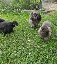 10 BE galline di seta grigio