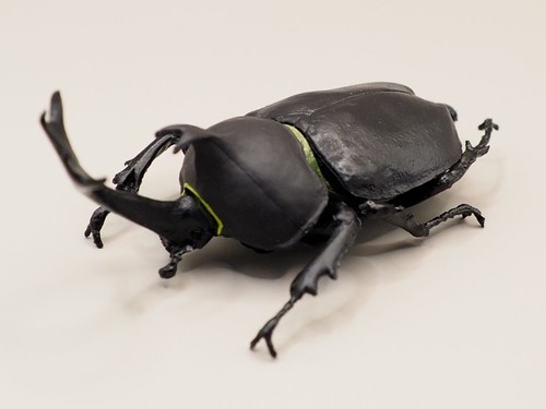 Rhinoceros beetle black insect - black,