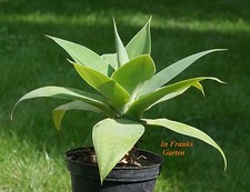 Agave attenuata albero - agave,