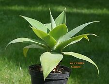 Agave attenuata, agave albero