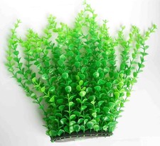 PIANTA FINTA PIANTINA