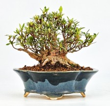 Bonsai di Azalea Rododendron