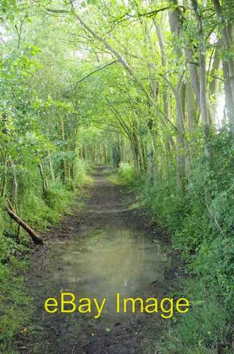 Photo 6x4 bridleway - bridleway, bloom's