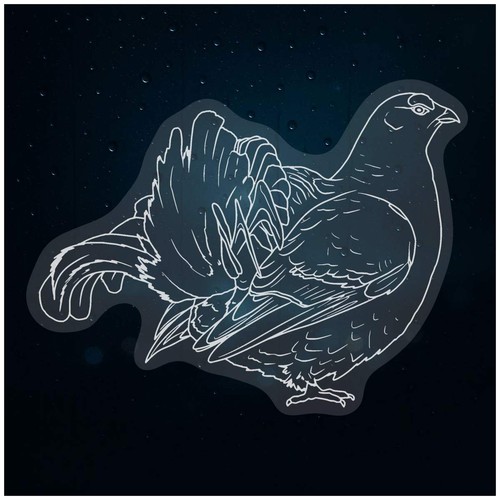 Lek black grouse - black, grouse'