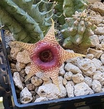 1 Talea senza radici di Huernia Laevis F.ma Harras, Pianta Rara