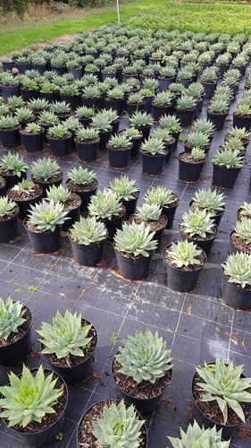 Aloe polyphylla aloès - aloe,