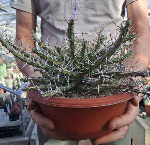 Euphorbia aff kalisana - euphorbia, sp.