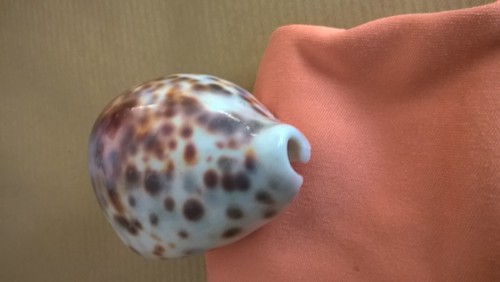 Conchiglia cyprea tigris - conchiglia,