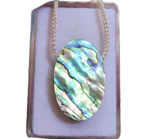 Paua conchiglia abalone