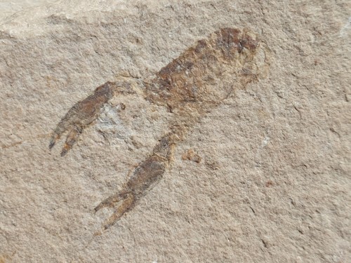 Homarus hakelensis cancro - homarus,